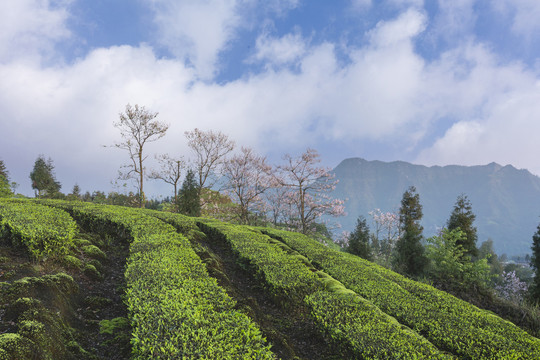 宜宾珙县鹿鸣茶场自然风光