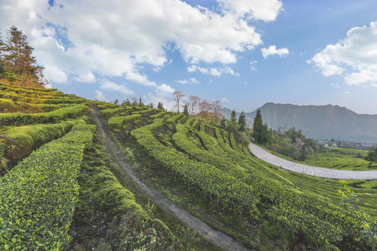 宜宾珙县鹿鸣茶场自然风光