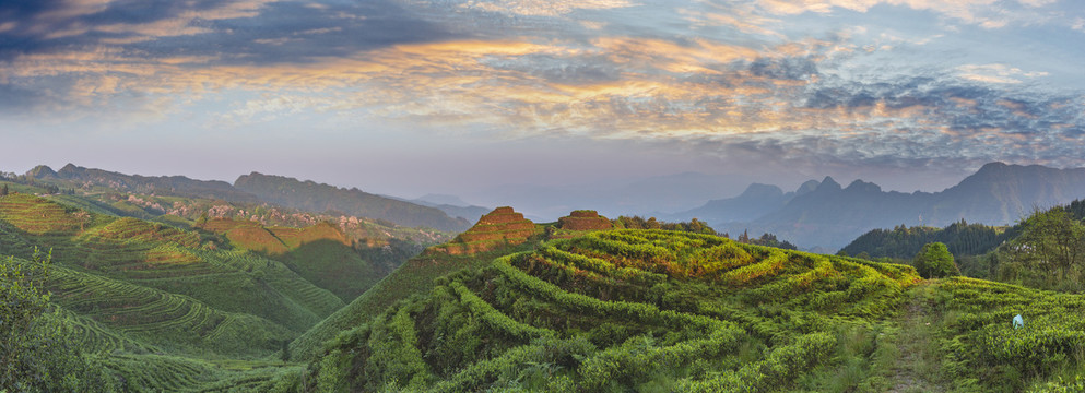 宜宾珙县鹿鸣茶场茶山风光