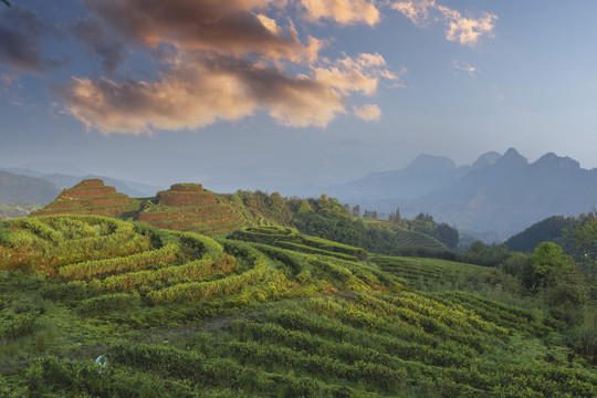 彩云山脉蜿蜒茶山自然风光