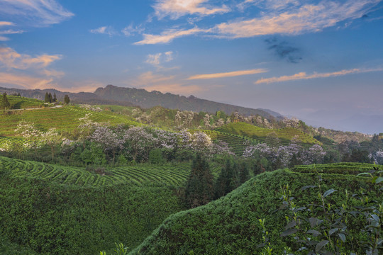 彩云山脉蜿蜒茶山自然风光