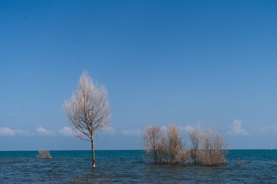 海中的树