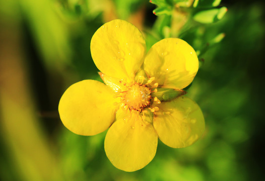 大兴安岭野生植物白屈菜