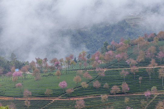 云雾缭绕无量山樱花谷自然风光