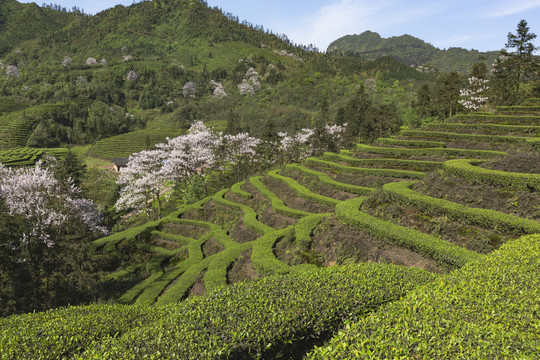 蓝天白云茶山风光