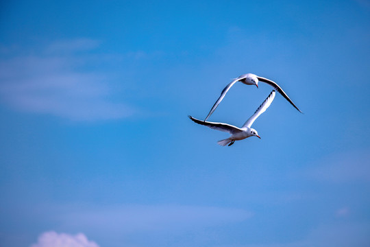 海鸥哈素海海鸥