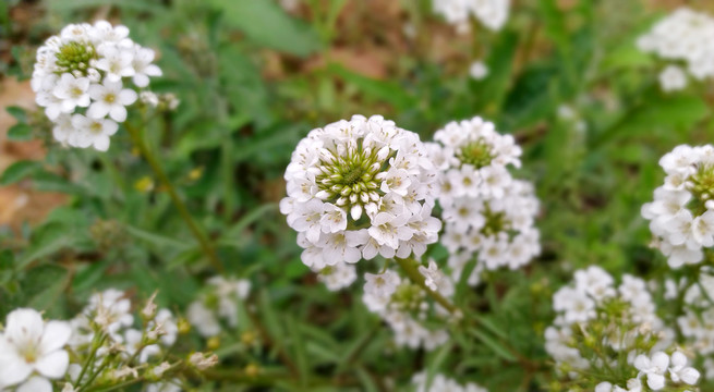 泽珍珠菜