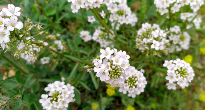 泽珍珠菜