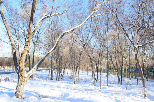 雪景