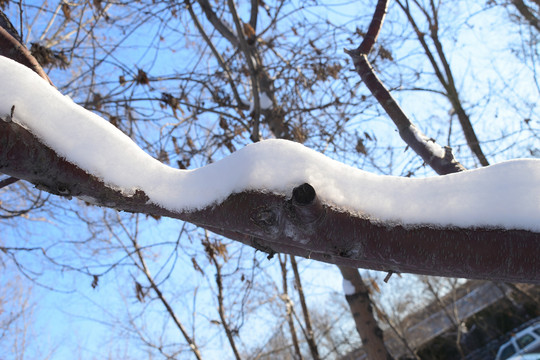 雪景