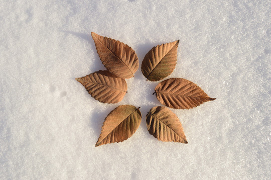 下雪啦