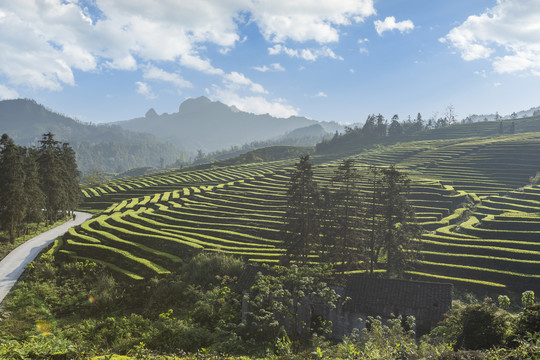 蓝天白云蜿蜒茶山自然风光