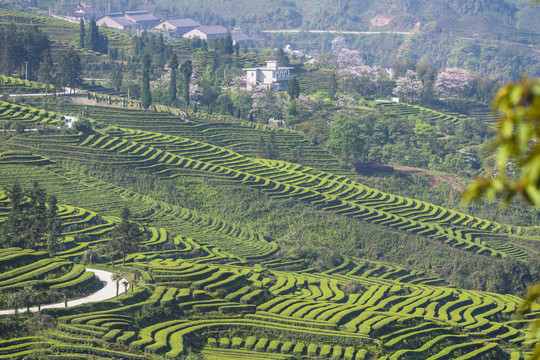 四川宜宾珙县鹿鸣茶场茶山风光