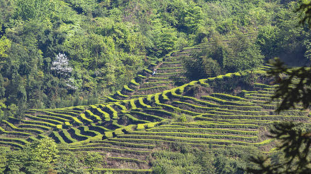 珙县鹿鸣茶场茶山风光