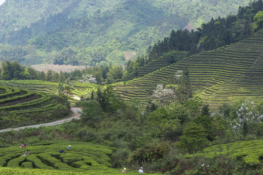 宜宾珙县鹿鸣茶场茶山风光