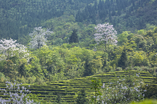 宜宾珙县鹿鸣茶场茶山风光