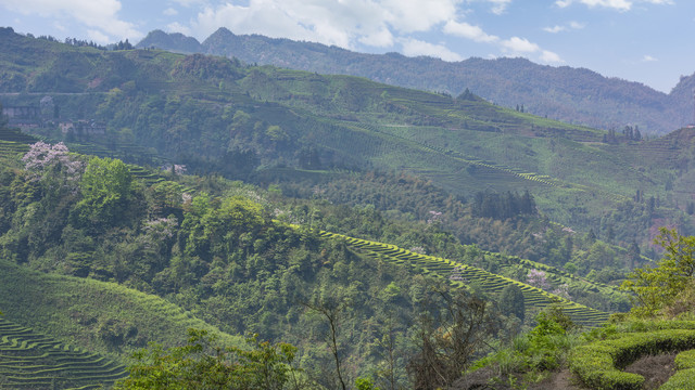 宜宾珙县鹿鸣茶场茶山风光