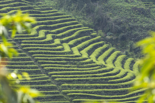 宜宾珙县鹿鸣茶场茶山风光