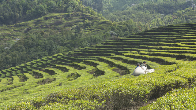 宜宾珙县鹿鸣茶场茶山风光