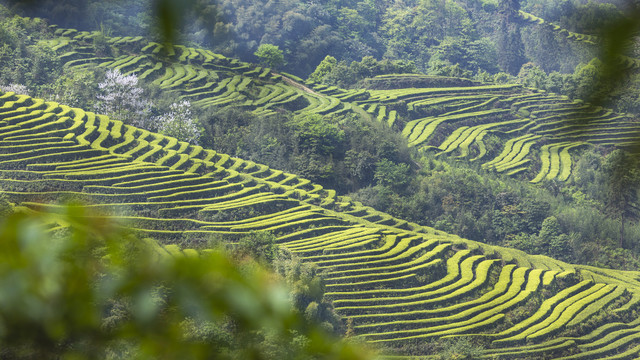 蜿蜒茶山自然风光