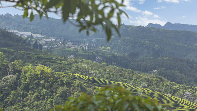 宜宾珙县鹿鸣茶场