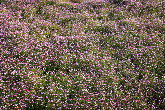 格桑花波斯菊花丛