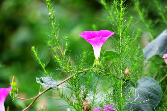 花卉