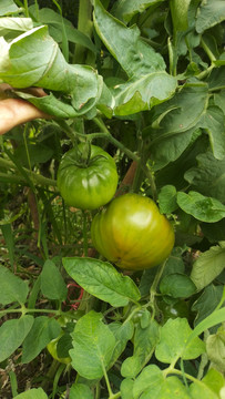 农家番茄