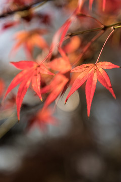 秋色枫叶