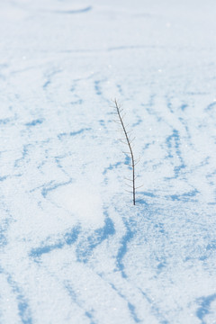 冬季雪原一颗草