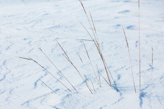 雪地野草