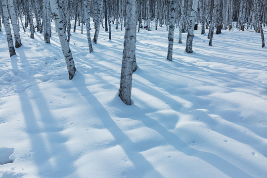 冬季雪原光影白桦树林