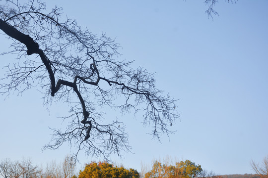 冬日三角枫树枝