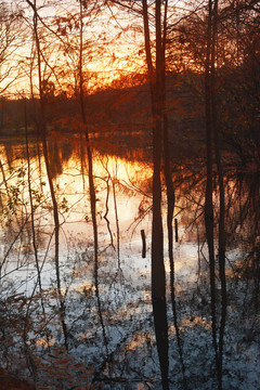 夕阳湖泊树影