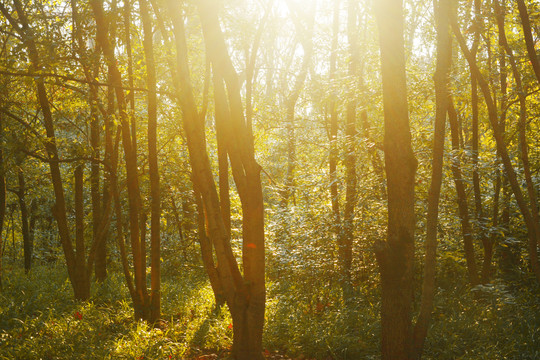 树林暖阳