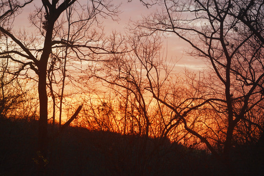 夕阳与树枝