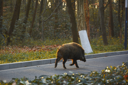 公路上野猪出没