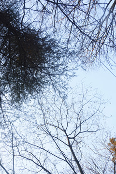 树枝冬景
