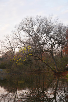湖边树景