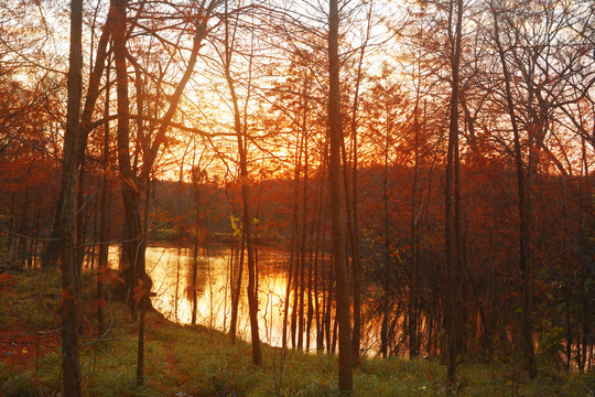 夕阳树林湖泊