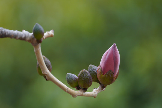 木棉花