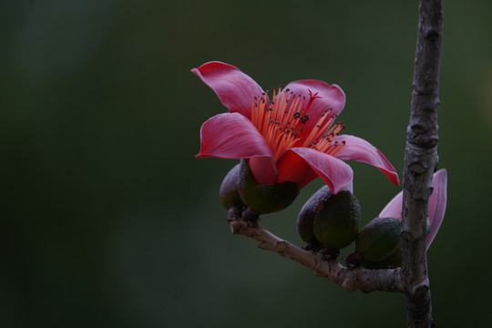 木棉花