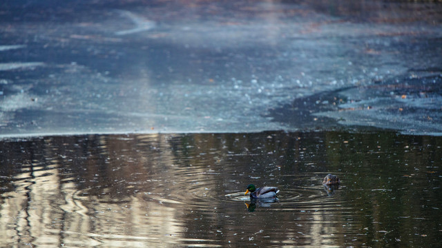冬天早晨刚结冰水面上的绿头鸭