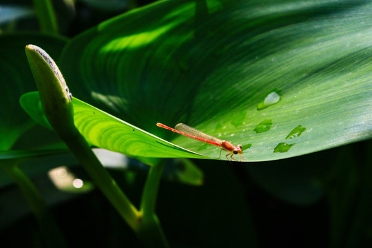 蜻蜓