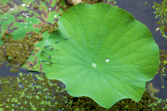 蜻蜓