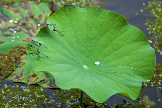 蜻蜓