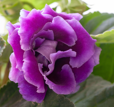 盛开的紫罗兰花卉