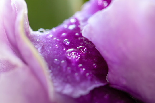 盛开的紫罗兰花花瓣与露珠