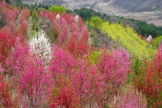 桃花沟