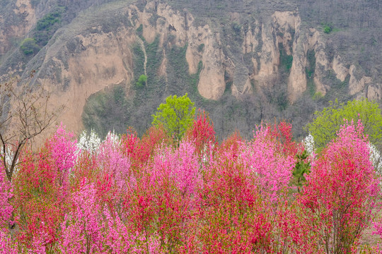 桃花谷